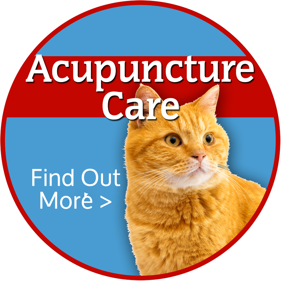 Colorado Springs Animal Acupuncture