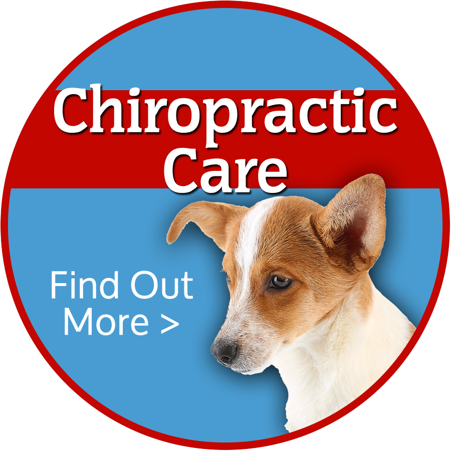 Colorado Springs Animal Chiropractic Care