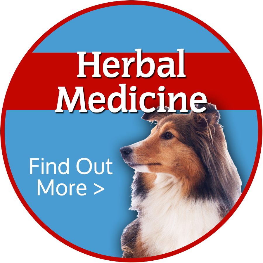 Herbal Medicine for Pets Colorado Springs